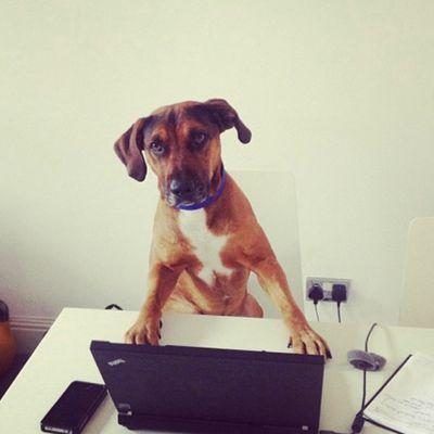 Dog sitting at a desk behind a laptop